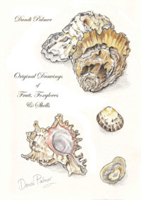 murex, cowrie, conch, shells