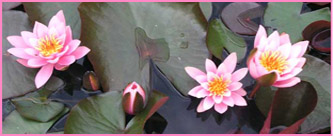 flower photographs