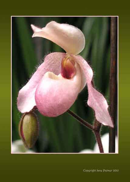 Slipper Orchid