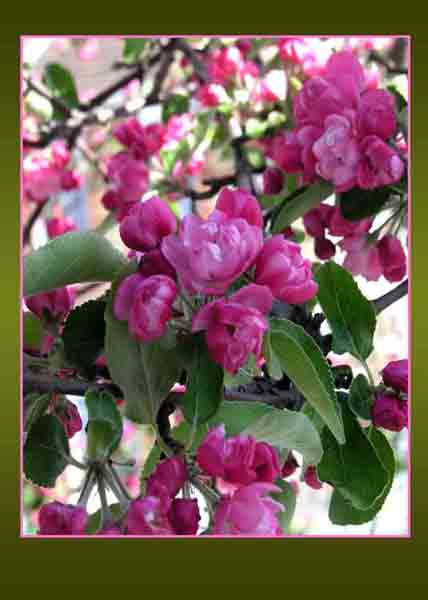 Ornamental apple blossom