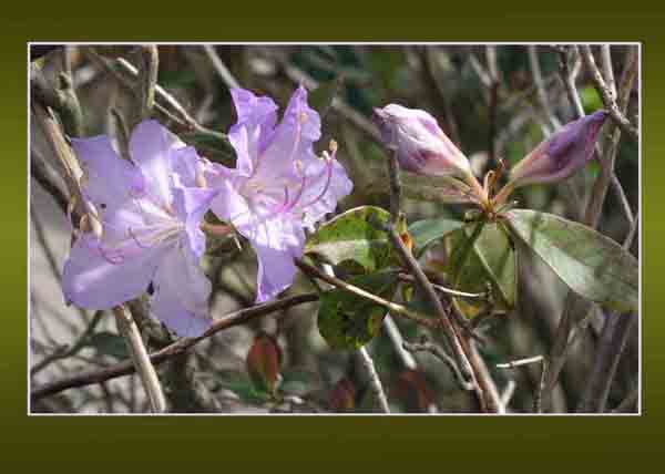 Azalea