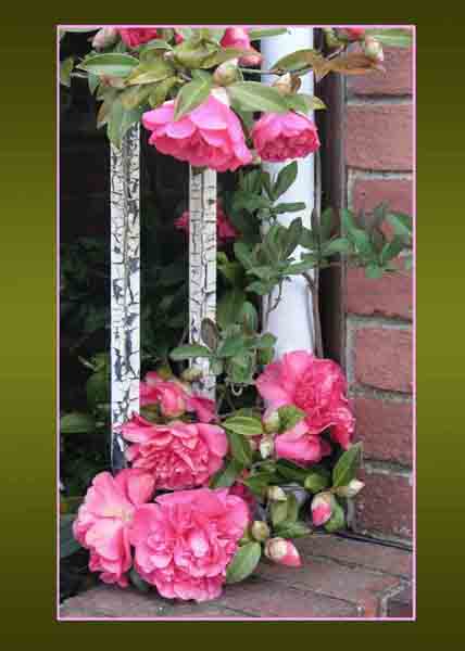 Camellia