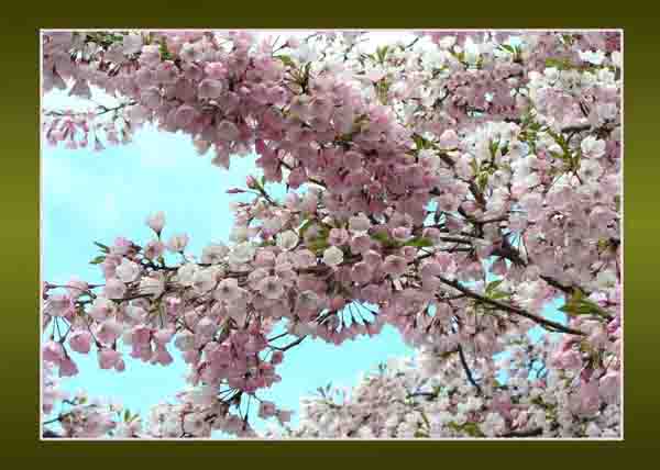 Pink Blossom