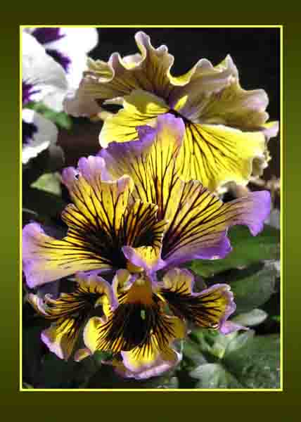 Frilled Pansy