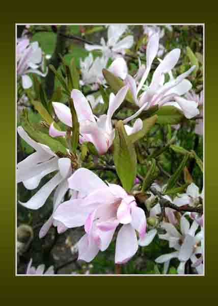 Magnolias