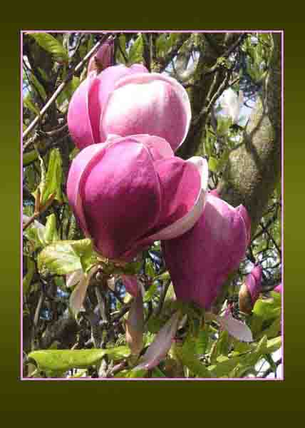 Magnolias