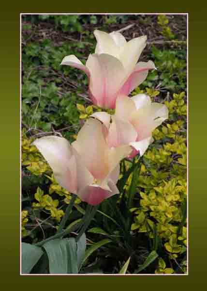 Tulips