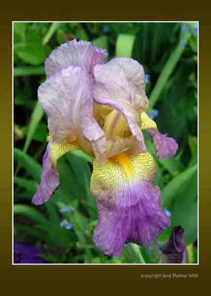 Bearded Iris