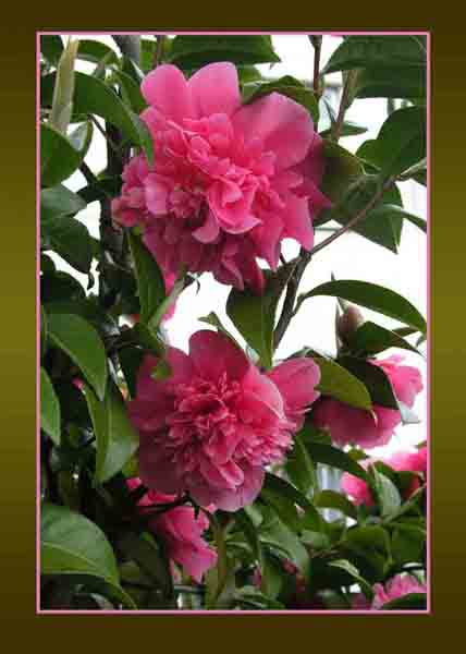 Camellia