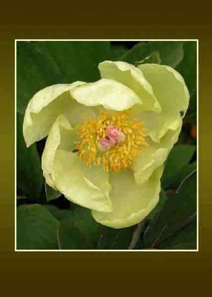 Yellow Peony