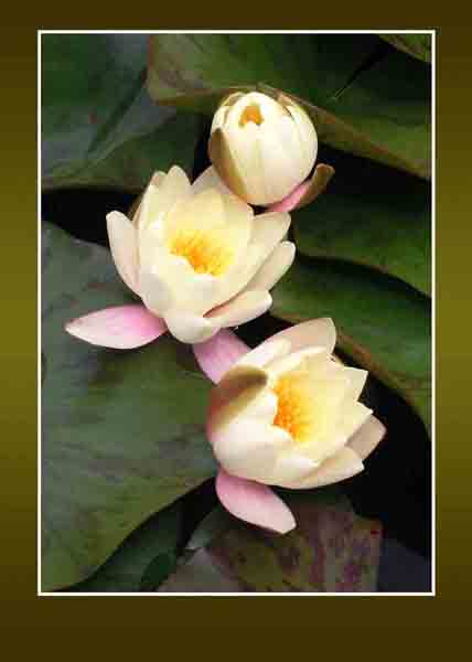 water lilies