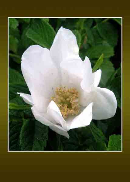 White Single Rose