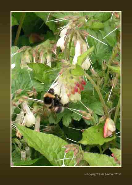 Bee on Comfrey