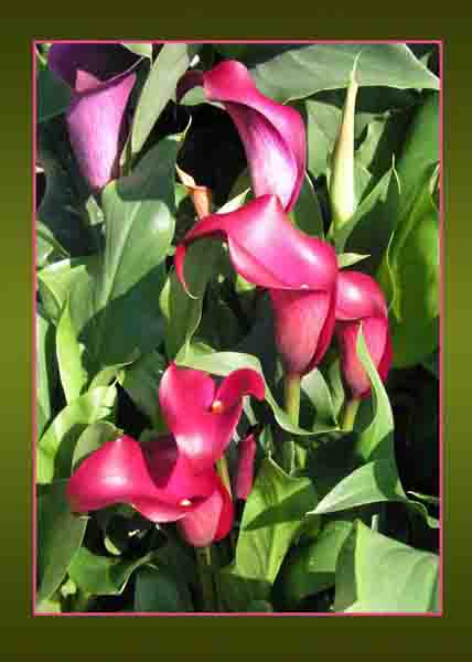 Red Arum