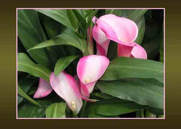 Pink Arum