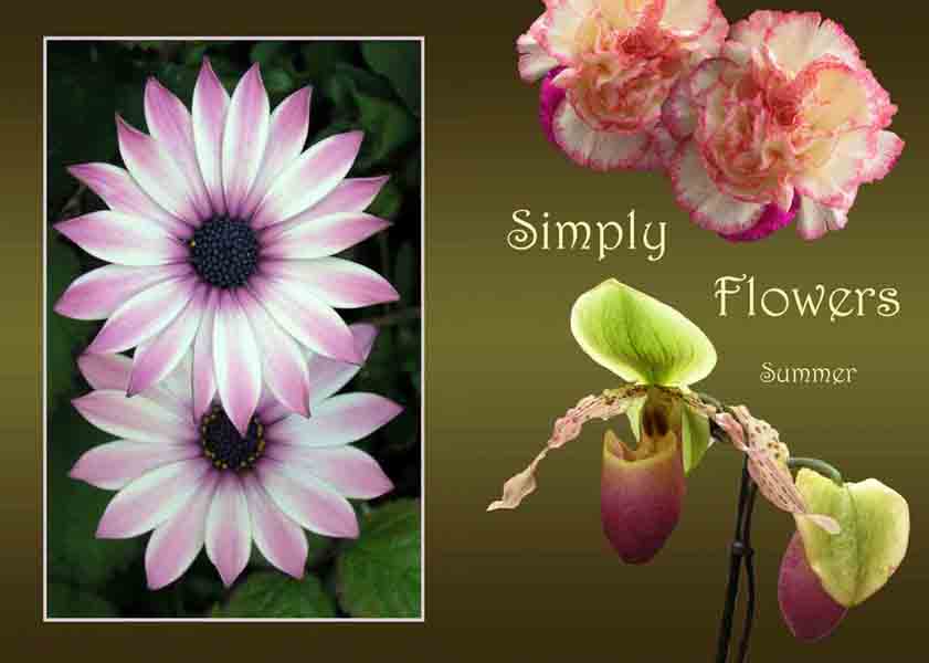 A collection of Summer flowers