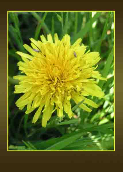 Dandelion