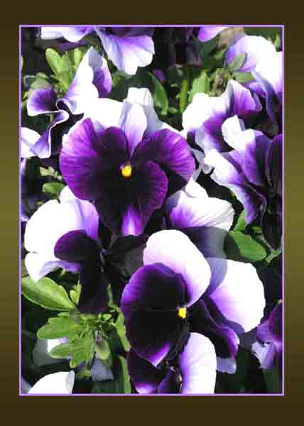 purple and white pansies
