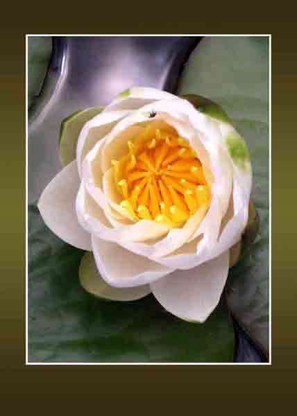 water lily